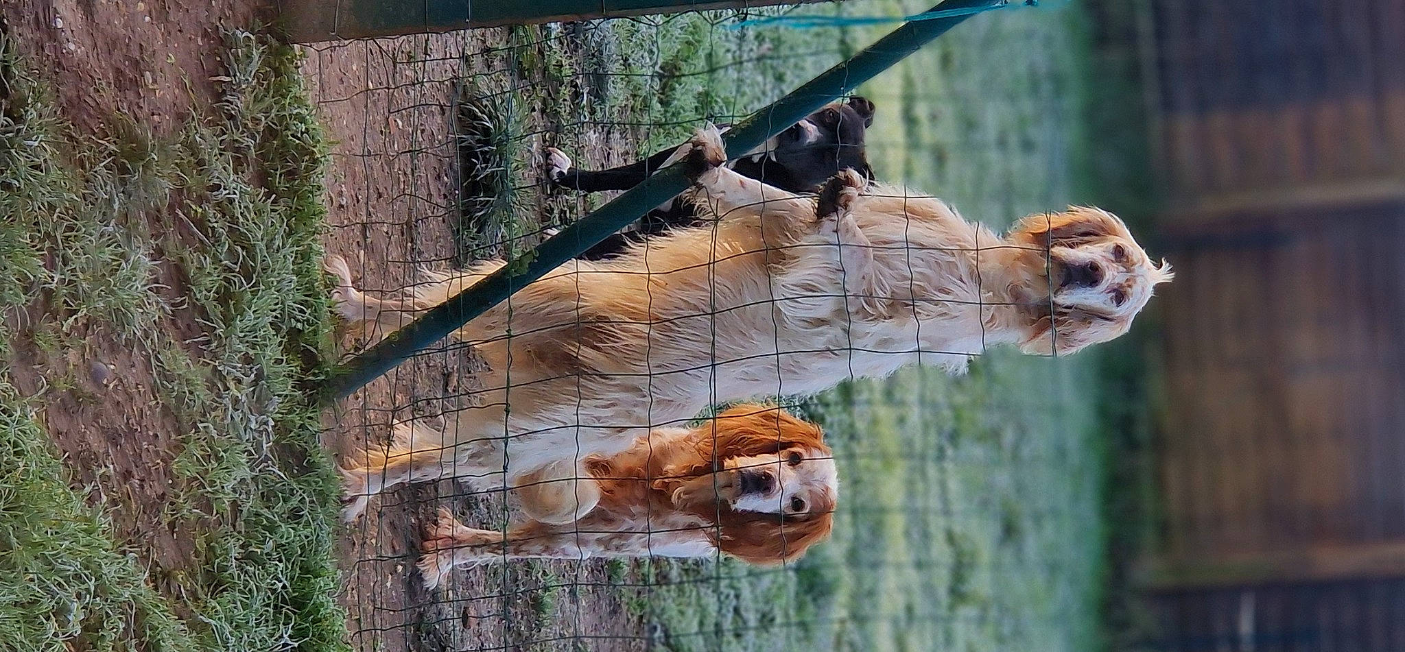 Pyta a rejoint le concours — aidez-le/la à gagner de superbes lots ! big_cats, bird_of_prey, canidae, carnivore, chainsaw_carving, fawn, felidae, fur, giraffe, lion, plant, small_to_medium_sized_cats, snout, sporting_group, tail, terrestrial_animal, tree, trunk, wire_fencing, wood