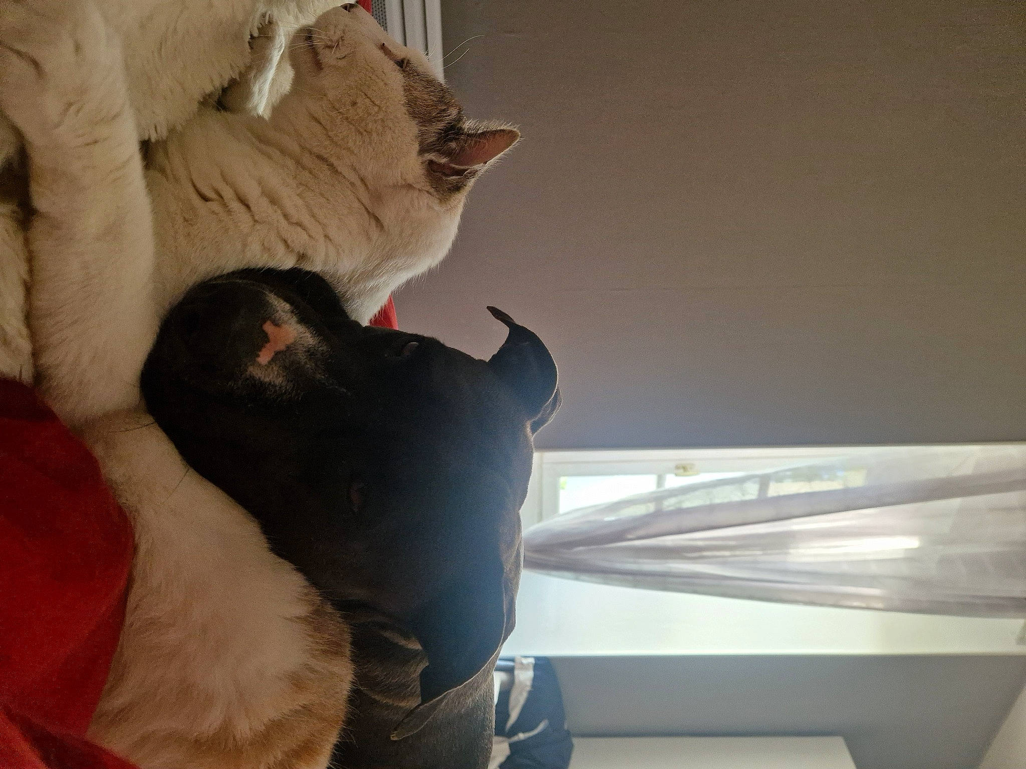 Rewa participe au concours pour gagner de l'argent avec cette photo : carnivore, comfort, companion_dog, domestic_short_haired_cat, ear, fawn, felidae, fur, gesture, human_leg, paw, room, sculpture, small_to_medium_sized_cats, snout, tail, tints_and_shades, whiskers, window, wood