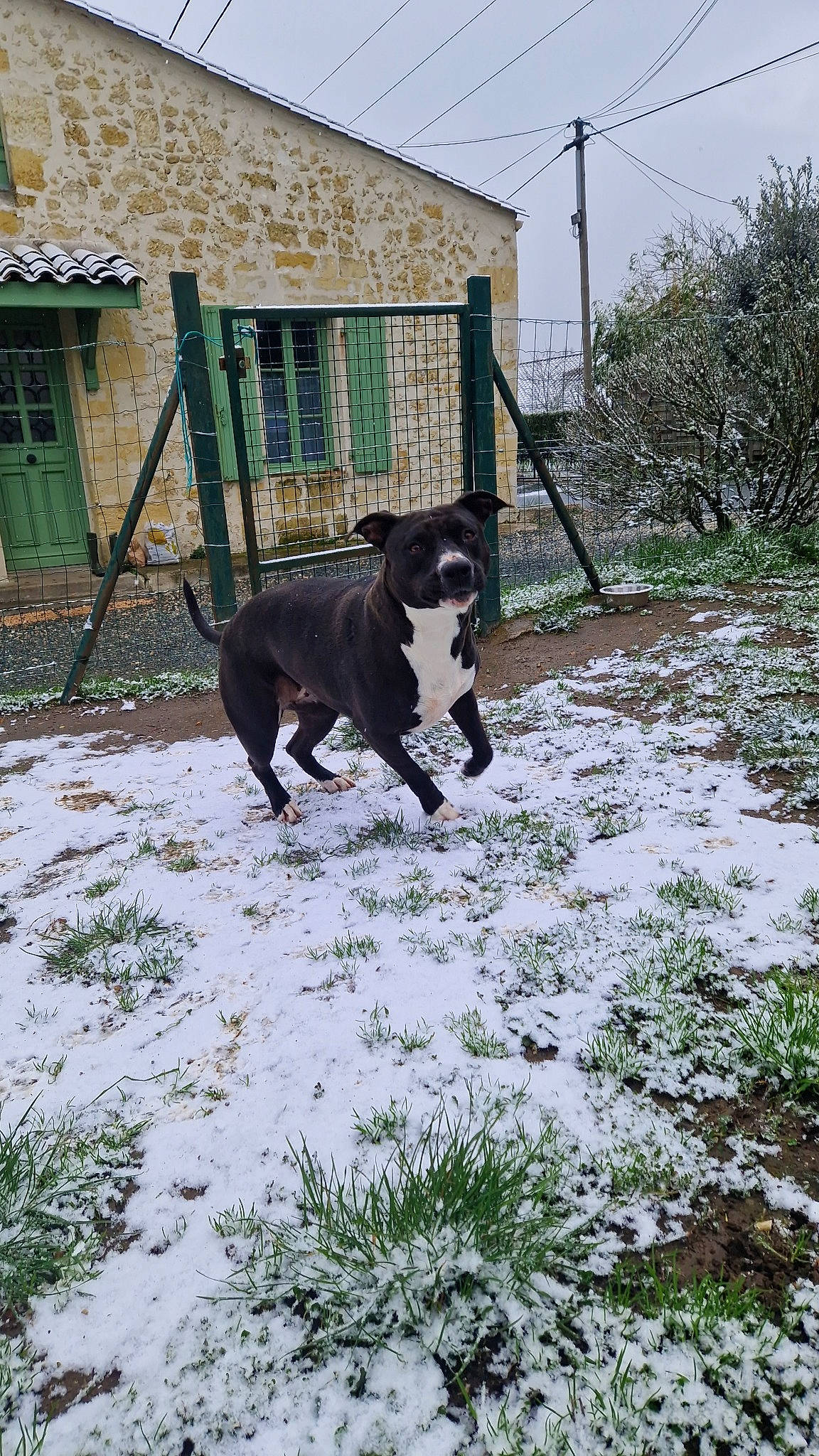Rewa participe au concours pour gagner de l'argent avec cette photo : building, canidae, carnivore, collar, dog, dog_breed, fawn, freezing, grass, landscape, plant, sky, snout, snow, sporting_group, tail, tree, window, winter, working_animal
