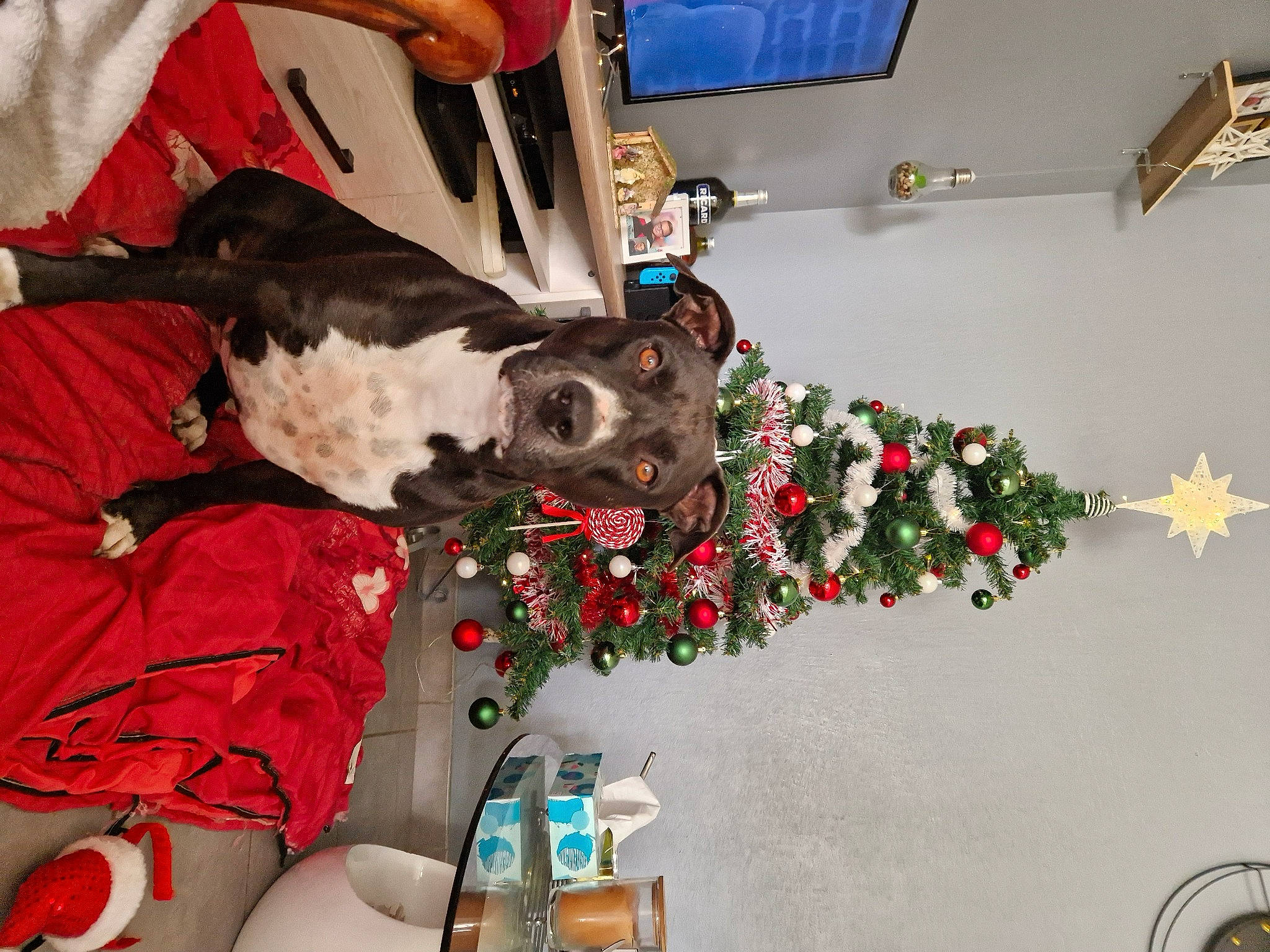 Rewa a rejoint le concours — aidez-le/la à gagner de superbes lots ! carnivore, christmas, christmas_decoration, christmas_eve, christmas_ornament, christmas_tree, companion_dog, dog, dog_breed, event, flower, flower_arranging, fur, holiday, holiday_ornament, ornament, plant, room, sporting_group, tree