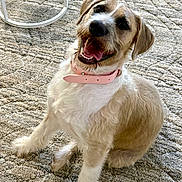 Penelope is registered to the contest to win money with this photo: adorable, animal, canine, carpet, companion, cute, dog, domestic_animal, friendly, fur, furry, happy, indoor, looking_up, mammal, pet, pink_collar, playful, sitting, smiling