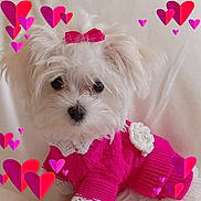 Mia joined the competition — help win amazing prizes! dog, puppy, white_fur, pink_bow, pink_sweater, flower, knitted_clothing, cute, pet, portrait, indoor, heart_graphics, fluffy, small_dog, adorable, animal, soft_background, sitting, closeup, love