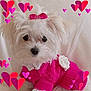 dog, puppy, white_fur, pink_bow, pink_sweater, flower, knitted_clothing, cute, pet, portrait, indoor, heart_graphics, fluffy, small_dog, adorable, animal, soft_background, sitting, closeup, love