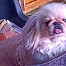 animal, blanket, blep, carrier, cozy, cute, dog, face, fluffy, funny, indoors, long_hair, lying_down, pet, photograph, portrait, sitting, small_dog, tongue, white_fur