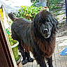 animal, backyard, black_dog, deck, dog, doorway, fluffy, garden, long_hair, outdoor, patio, pet, plant_pot, plants, portrait, shaggy_dog, standing, sunlight, trees, wooden_deck