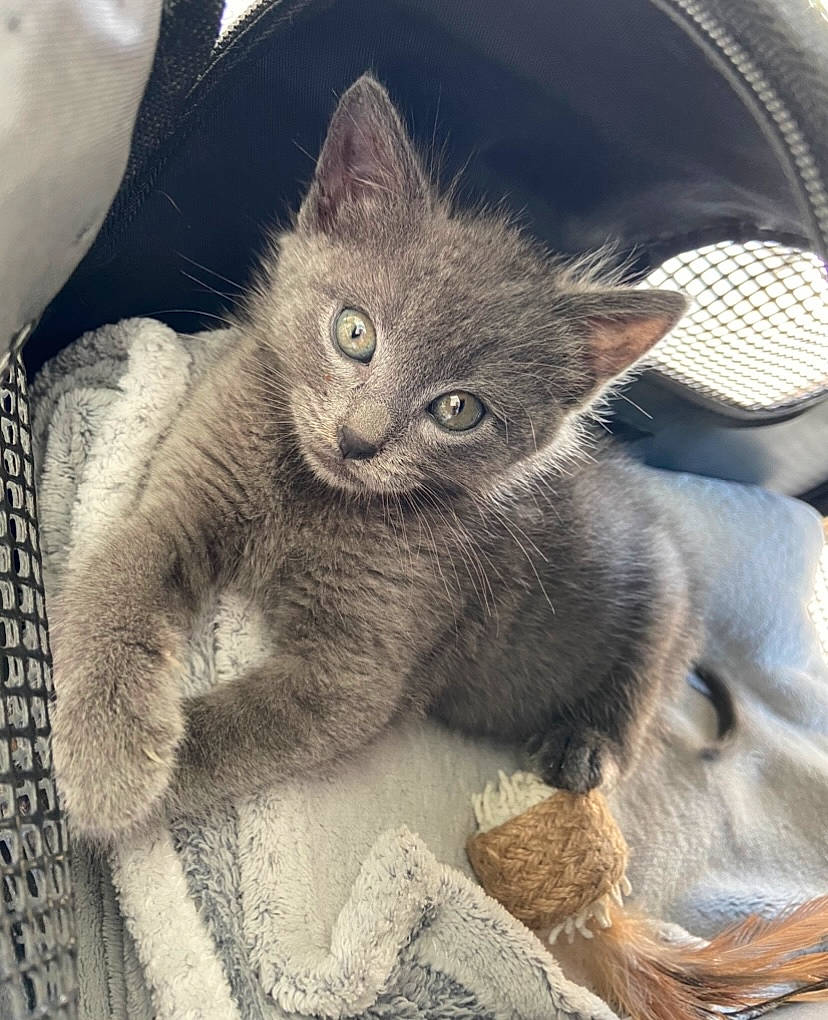 Mylo a rejoint le concours — aidez-le/la à gagner de superbes lots ! carnivore, cat, cat_bed, cat_supply, claw, comfort, domestic_short_haired_cat, felidae, fur, grey, nap, paw, russian_blue, small_to_medium_sized_cats, snout, tail, whiskers, window