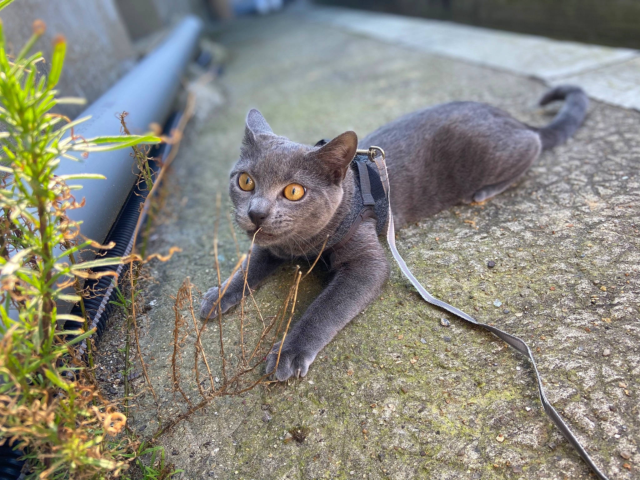 Mylo a rejoint le concours — aidez-le/la à gagner de superbes lots ! black_cat, bombay, carnivore, cat, claw, domestic_short_haired_cat, fawn, felidae, fur, grass, groundcover, organism, plant, small_to_medium_sized_cats, snout, tail, terrestrial_animal, tree, whiskers, wildlife