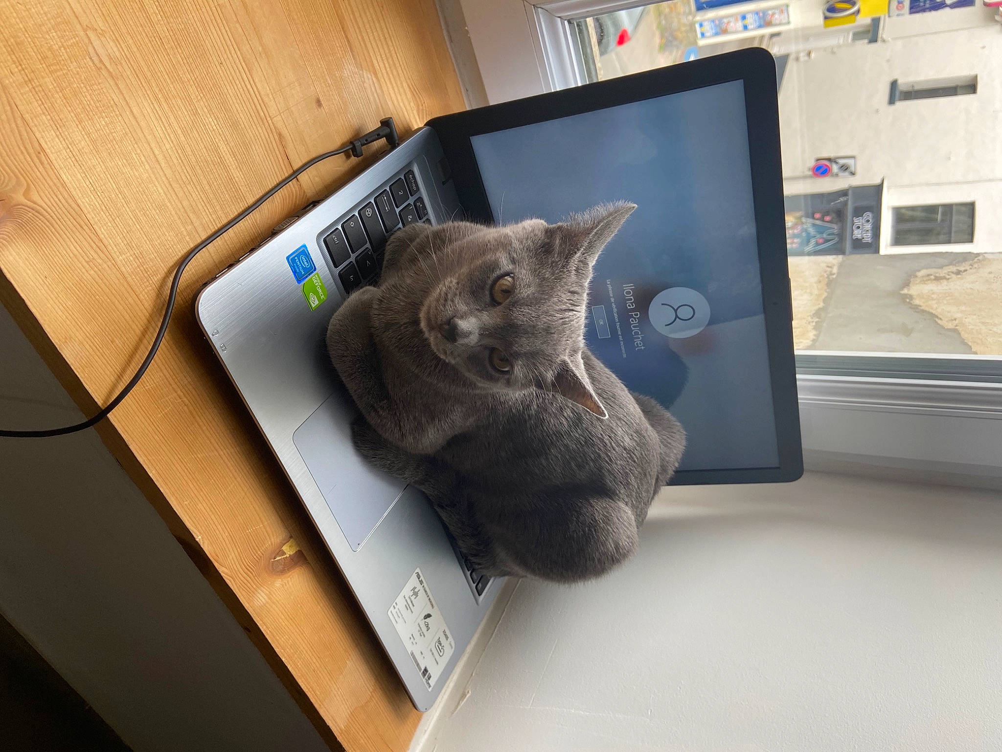 Mylo a rejoint le concours — aidez-le/la à gagner de superbes lots ! carnivore, cat, computer, computer_keyboard, desktop_computer, display_device, domestic_short_haired_cat, electronic_device, felidae, fur, gadget, input_device, laptop, output_device, personal_computer, russian_blue, small_to_medium_sized_cats, tail, touchpad, whiskers