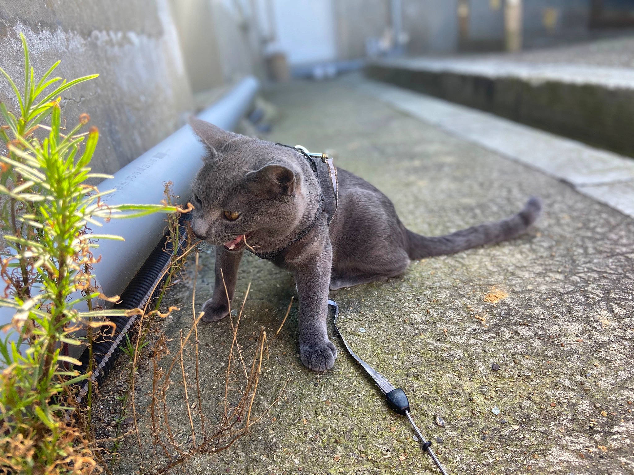 Mylo a rejoint le concours — aidez-le/la à gagner de superbes lots ! black_cat, carnivore, cat, dog_breed, domestic_short_haired_cat, fawn, felidae, grass, grey, metal, plant, road_surface, small_to_medium_sized_cats, snout, soil, sporting_group, tail, terrestrial_animal, whiskers, working_animal