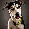 dog, canine, heterochromia, blue_eye, brown_eye, collar, pet, portrait, animal, fur, ears, tongue, closeup, looking, cute, indoor, studio, expression, muzzle, friendly