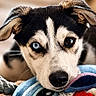 husky, puppy, dog, heterochromia, blue_eye, brown_eye, close_up, plush_toy, indoor, cute, pet, animal, fur, ears, snout, resting, soft_focus, portrait, toy, adorable