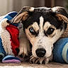 dog, heterochromia, blue_eye, brown_eye, plush_slippers, cartoon_character, indoor, cozy, soft_lighting, pet, animal, cute, resting, lying_down, close_up, portrait, fur, snout, ears, bedroom