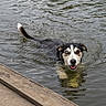 dog, water, swimming, dock, wood, wet_fur, heterochromia, animal, pet, playful, outdoor, nature, canine, lake, tongue, mouth_open, reflection, fur, happy, eyes