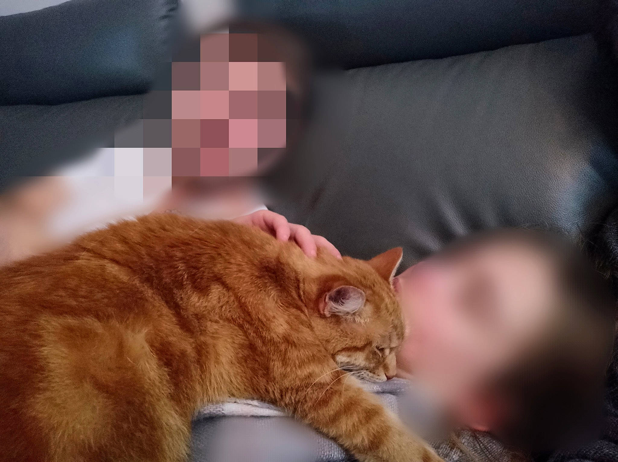 Pompon participe au concours pour gagner de l'argent avec cette photo : carnivore, cat, claw, comfort, couch, domestic_short_haired_cat, ear, fawn, felidae, fur, gesture, paw, pillow, room, small_to_medium_sized_cats, snout, tail, whiskers, wildlife, wood