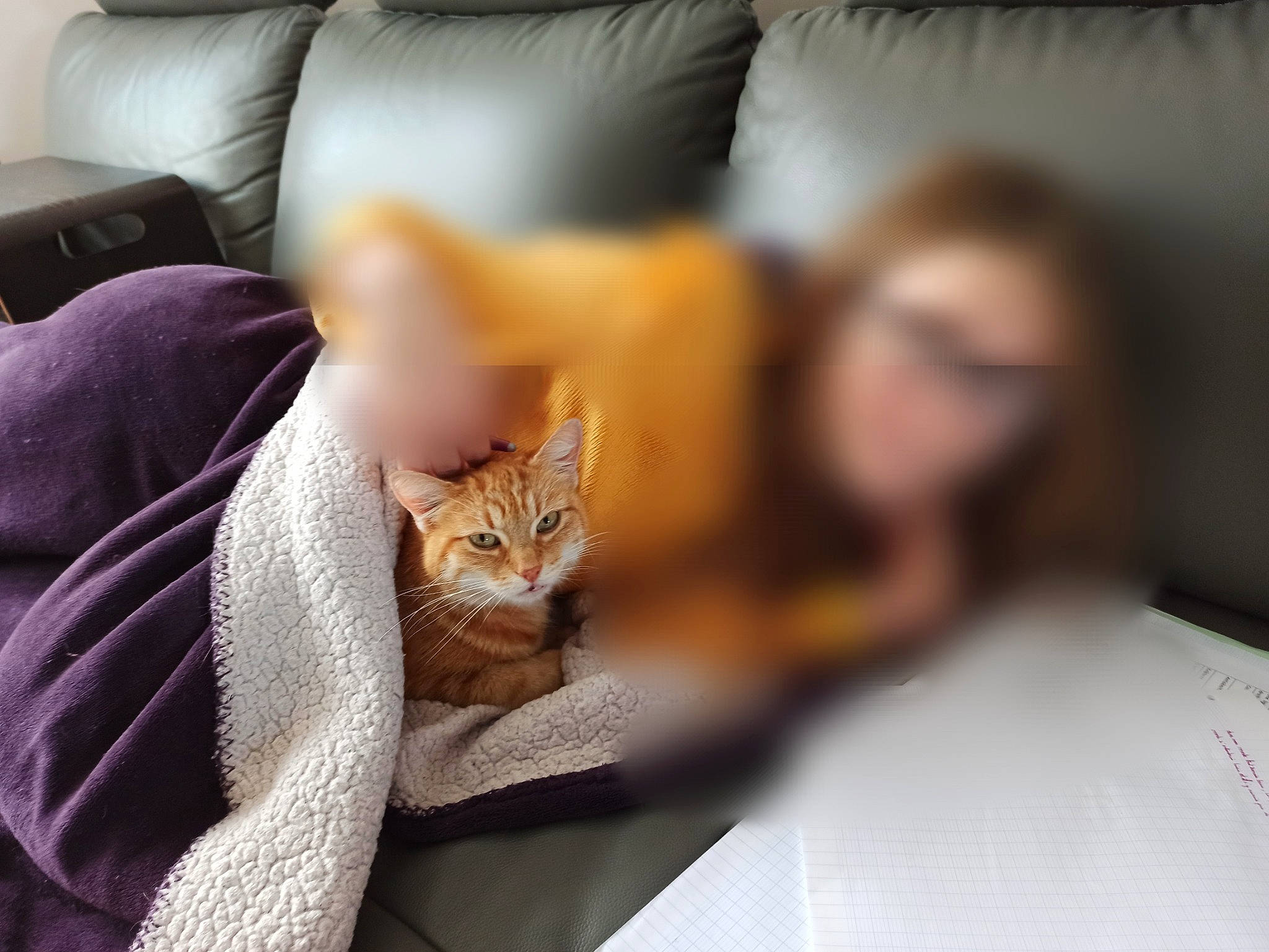 Pompon participe au concours pour gagner de l'argent avec cette photo : bedding, carnivore, cat, claw, comfort, couch, domestic_short_haired_cat, felidae, fur, grey, linens, nap, paw, room, sitting, small_to_medium_sized_cats, tail, tree, whiskers, wood