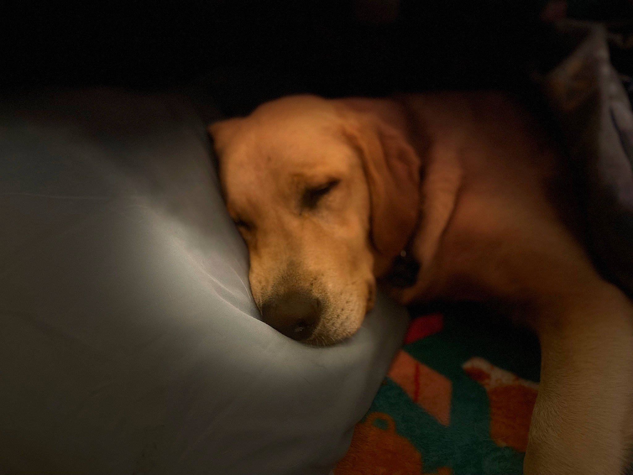 Thor is registered to the contest to win money with this photo: bedtime, carnivore, comfort, companion_dog, darkness, dog, dog_breed, dog_supply, fawn, fur, gun_dog, labrador_retriever, nap, paw, retriever, snout, sporting_group, terrestrial_animal, whiskers, working_animal