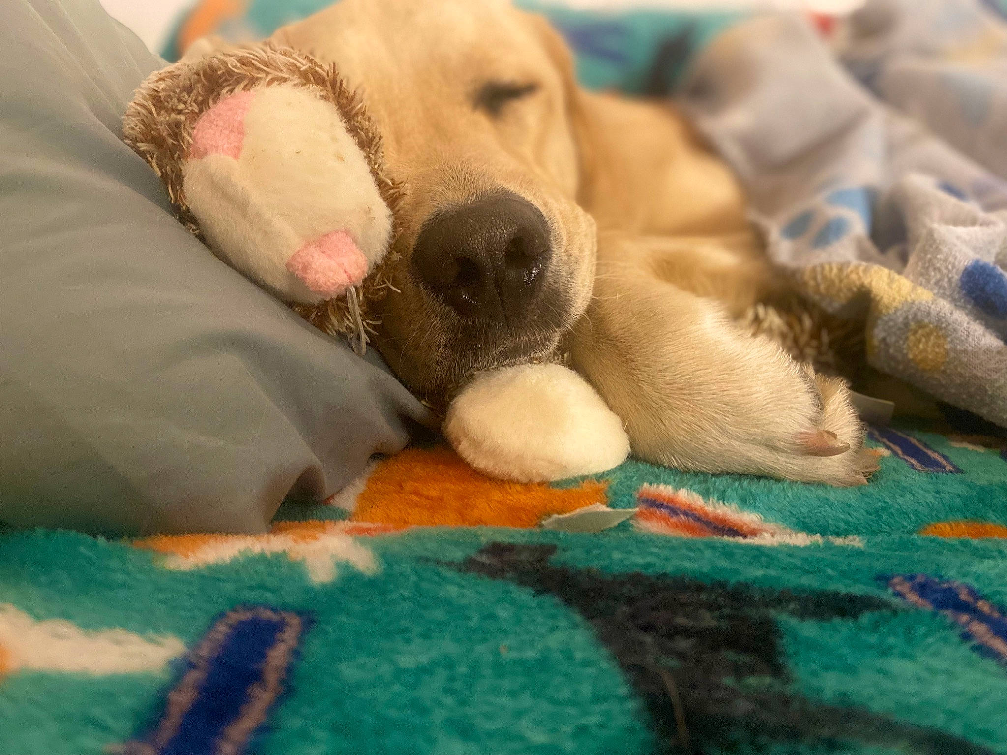 Thor is registered to the contest to win money with this photo: bedtime, canidae, carnivore, comfort, companion_dog, dog, dog_breed, dog_supply, dog_toy, fawn, fur, linens, paw, plush, retriever, snout, sporting_group, stuffed_toy, toy, working_animal