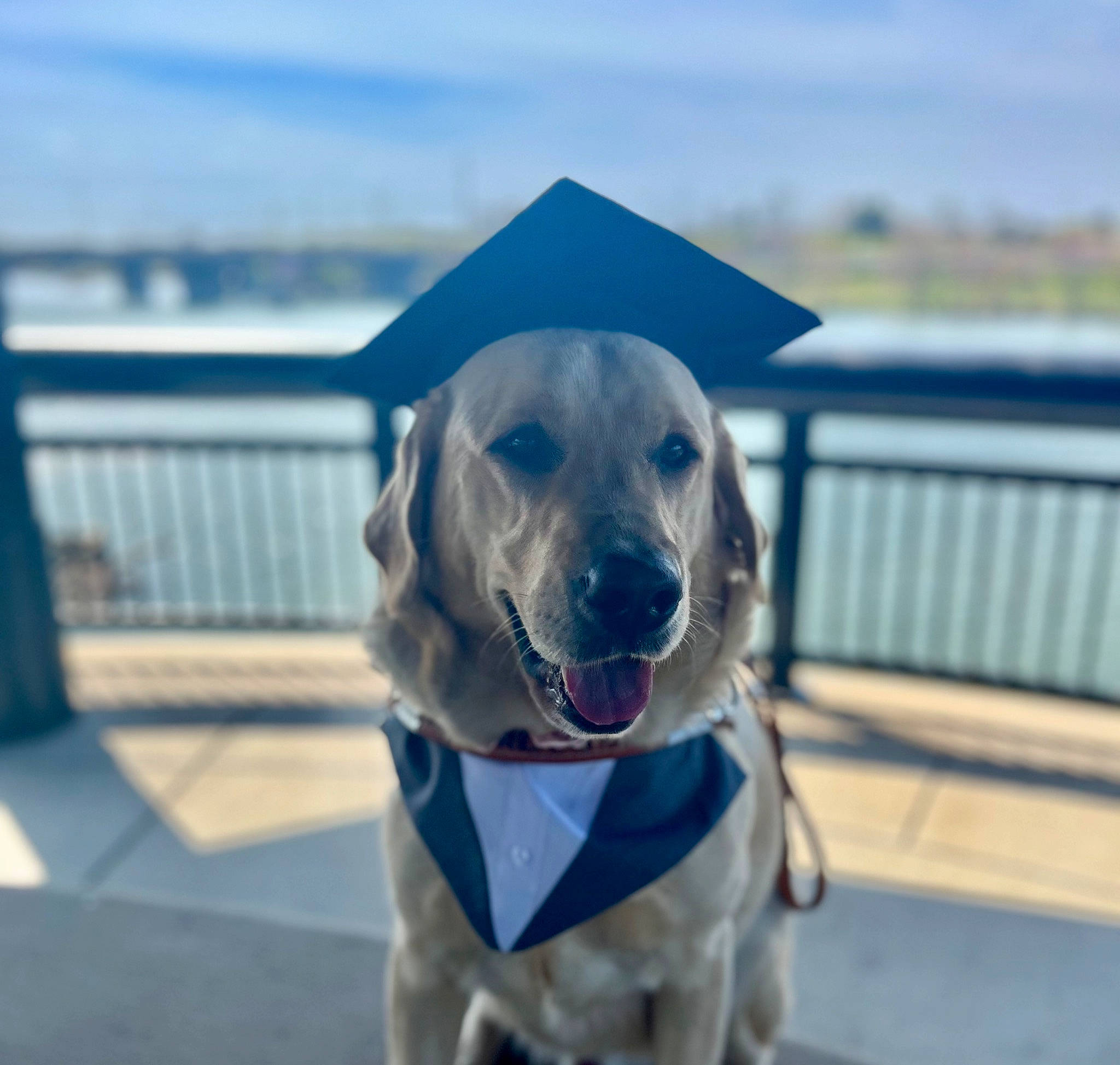 Thor joined the competition — help win amazing prizes! carnivore, cloud, collar, companion_dog, dog, dog_breed, dog_collar, dog_supply, fawn, gun_dog, mammal, personal_protective_equipment, pet_supply, sky, snout, sporting_group, vertebrate, water, whiskers, working_animal