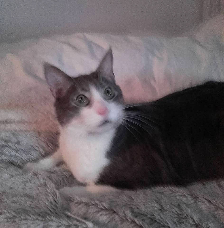 Jeager a rejoint le concours — aidez-le/la à gagner de superbes lots ! aegean_cat, american_wirehair, black_and_white, carnivore, cat, domestic_short_haired_cat, european_shorthair, eye, felidae, fur, kitten, mammal, norwegian_forest_cat, polydactyl_cat, sky, small_to_medium_sized_cats, tail, whiskers