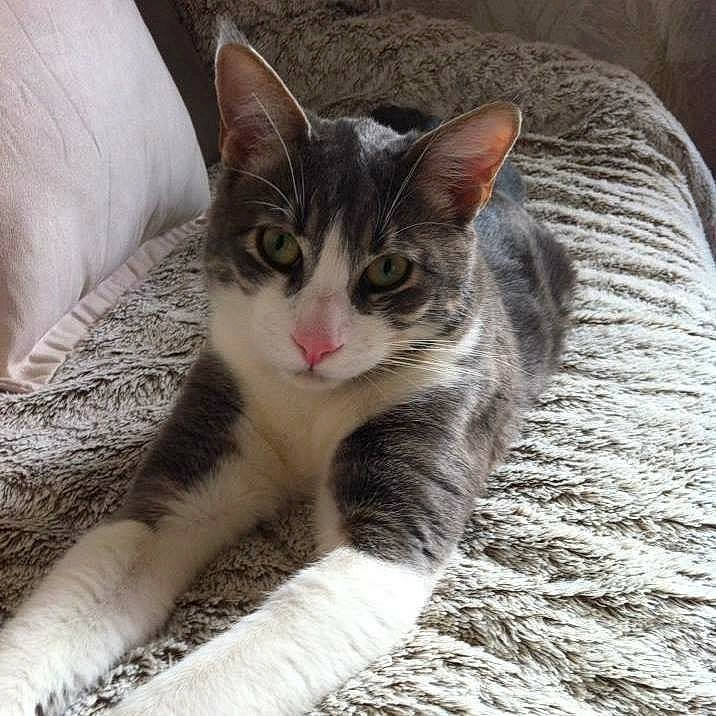 Jeager participe au concours pour gagner de l'argent avec cette photo : aegean_cat, american_wirehair, asian, carnivore, cat, domestic_short_haired_cat, european_shorthair, eye, felidae, fur, kitten, mammal, polydactyl_cat, small_to_medium_sized_cats, snout, tabby_cat, whiskers