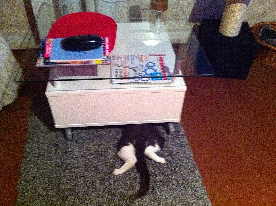 Jeager a rejoint le concours — aidez-le/la à gagner de superbes lots ! cat, cat_supply, chair, felidae, furniture, kitten, play, room, shoe, small_to_medium_sized_cats, table, tail