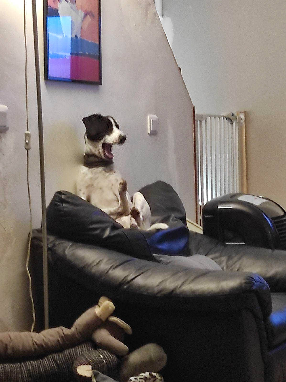 Titus a rejoint le concours — aidez-le/la à gagner de superbes lots ! armrest, building, canidae, carnivore, chair, club_chair, comfort, companion_dog, couch, dog, dog_breed, flooring, furniture, human_leg, living_room, recliner, room, sitting, sporting_group, studio_couch