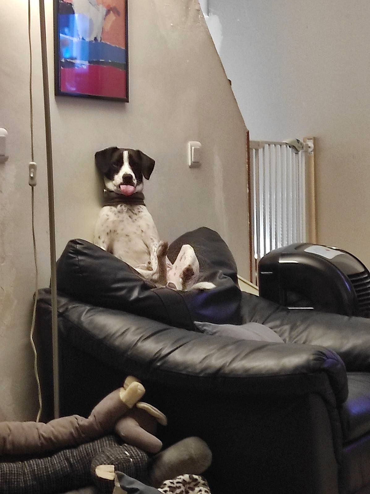 Titus a rejoint le concours — aidez-le/la à gagner de superbes lots ! armrest, carnivore, chair, club_chair, comfort, companion_dog, couch, dog, dog_breed, door, floor, flooring, hardwood, interior_design, living_room, recliner, room, sitting, sporting_group, studio_couch