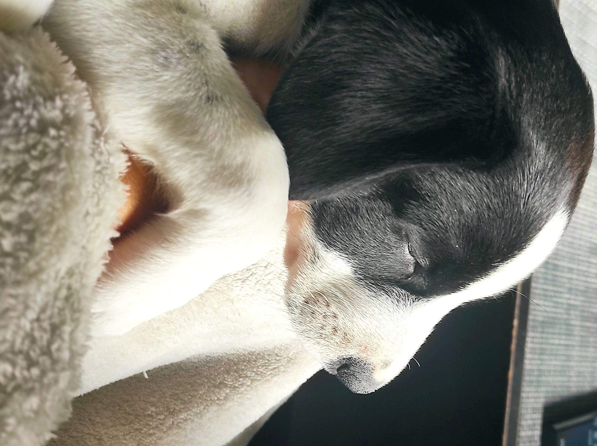 Titus participe au concours pour gagner de l'argent avec cette photo : boston_terrier, carnivore, comfort, companion_dog, dog, dog_breed, ear, eyelash, fawn, fur, gesture, jaw, monochrome, paw, snout, sporting_group, tail, tints_and_shades, whiskers, working_animal