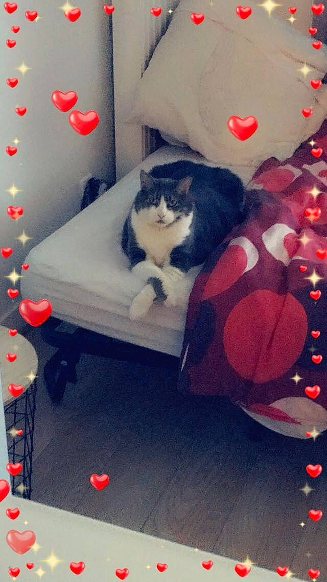 Sm a rejoint le concours — aidez-le/la à gagner de superbes lots ! cat, red, room, tree