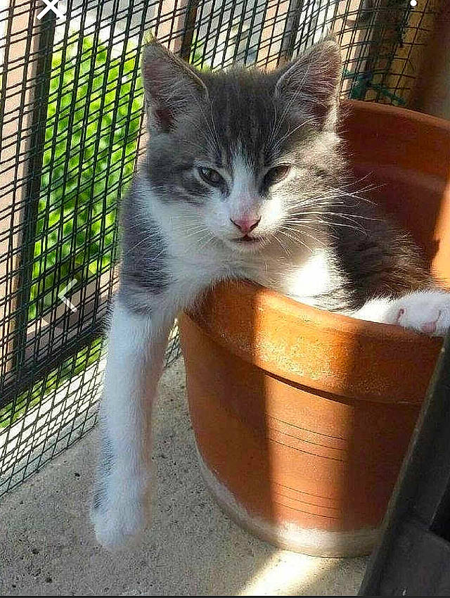 Sm participe au concours pour gagner de l'argent avec cette photo : aegean_cat, american_wirehair, carnivore, cat, domestic_short_haired_cat, european_shorthair, felidae, kitten, mammal, polydactyl_cat, small_to_medium_sized_cats, tail, turkish_van, whiskers