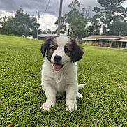 Suki joined the competition — help win amazing prizes! animal, canine, cloudy, cute, dog, domestic_animal, field, fur, grass, happy, nature, outdoor, pet, playful, puppy, sitting, sky, tongue_out, tree, young