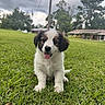 animal, canine, cloudy, cute, dog, domestic_animal, field, fur, grass, happy, nature, outdoor, pet, playful, puppy, sitting, sky, tongue_out, tree, young