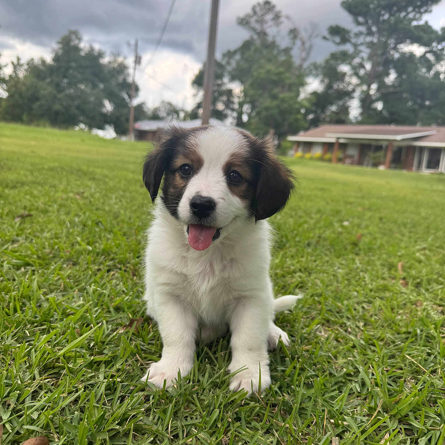 Suki