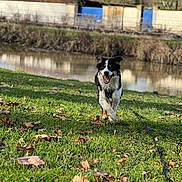 Chance a rejoint le concours — aidez-le/la à gagner de superbes lots ! animal, canine, collar, daylight, dog, fur, grass, happy, leaves, nature, outdoor, park, playful, river, running, smiling, spring, sunlight, trees, walking