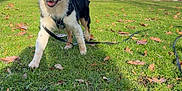 Chance a rejoint le concours — aidez-le/la à gagner de superbes lots ! dog, grass, leaves, park, river, trees, house, cloudy_sky, happy, pet, outdoor, nature, playful, canine, animal, autumn, daylight, walking, leash, smiling