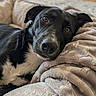 Cuteness is registered to the contest to win money with this photo: dog, black_and_white, pet_bed, blanket, indoor, cozy, relaxed, home, carpet, furniture, animal, cute, resting, lying_down, domestic_animal, portrait, mammal, fur, ears, eyes