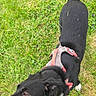 Cuteness is registered to the contest to win money with this photo: dog, black_dog, grass, outdoor, pet, canine, harness, playful, person_hand, animal, nature, green, fur, tail, sniffing, friendly, daylight, muzzle, paw, collar
