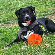 Cuteness is registered to the contest to win money with this photo: dog, black_dog, white_dog, grass, outdoor, frisbee, pet, playful, happy, canine, harness, tongue_out, lying_down, nature, summer, greenery, animal, grass_field, daylight, recreation