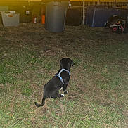 Cuteness is registered to the contest to win money with this photo: backyard, bag, bin, dirt, dog, evening, flash, grass, ground, harness, lawn, looking_away, night, outdoor, plastic_container, puppy, sitting, trailer, trash_can, yellow_light