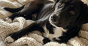 Cuteness is registered to the contest to win money with this photo: