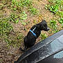 Cuteness is registered to the contest to win money with this photo: puppy, dog, black_dog, blue_harness, harness, grass, mud, muddy_ground, car, car_sill, outdoor, young_dog, looking_up, wet, pet, side_view, small_dog, greenery, curious, playful