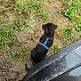 puppy, dog, black_dog, blue_harness, harness, mud, muddy_ground, grass, wet, outdoor, backyard, vehicle, door_sill, leg, tail, sitting, young, small, plants, earth
