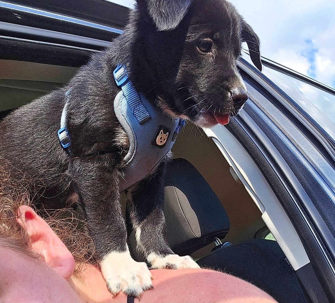 Cuteness is registered to the contest to win money with this photo: puppy, dog, black_fur, white_paws, harness, car_window, vehicle, shoulder, human, ear, tongue, close_up, pet, canine, seat, interior, sky, playful, cute, portrait
