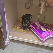 Cuteness joined the competition — help win amazing prizes! puppy, dog, cabinet, under_sink, plumbing, pet_food_bag, concrete_floor, towel, harness, curious, sitting, black_fur, paw, indoor, storage_space, chewed_paper, toilet_paper_roll, utility_room, small_pet, mess