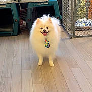 Tammey Wong is registered to the contest to win money with this photo: animal, cage, companion, cute, dog, domestic_animal, floor, fluffy, fur, happy, house, indoor, kennel, pet, pomeranian, small_dog, smiling, tongue_out, white_dog, wooden_floor