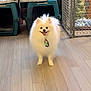 animal, cage, companion, cute, dog, domestic_animal, floor, fluffy, fur, happy, house, indoor, kennel, pet, pomeranian, small_dog, smiling, tongue_out, white_dog, wooden_floor