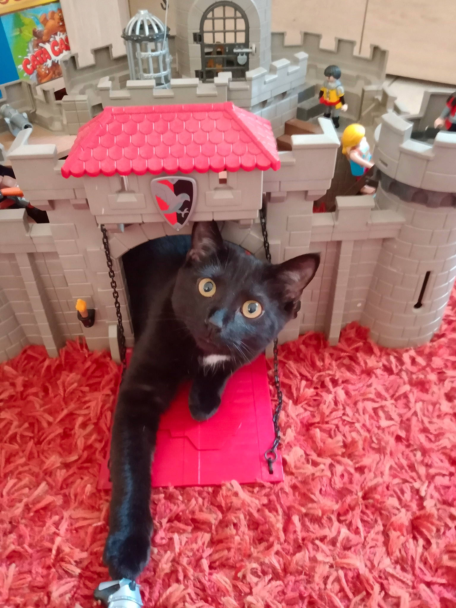 Minette a rejoint le concours — aidez-le/la à gagner de superbes lots ! black_cat, bombay, carnivore, cat, dog_breed, domestic_short_haired_cat, felidae, floor, flooring, fur, havana_brown, plant, room, small_to_medium_sized_cats, table, tail, tree, vertebrate, whiskers, wood