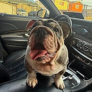Smudge is registered to the contest to win money with this photo: bulldog, dog, car_interior, center_console, tongue_out, pet, animal, leather_seat, window, fence, house, daylight, cute, close_up, companion, domestic_animal, happy, curious, sitting, portrait