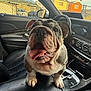 bulldog, dog, car_interior, center_console, tongue_out, pet, animal, leather_seat, window, fence, house, daylight, cute, close_up, companion, domestic_animal, happy, curious, sitting, portrait