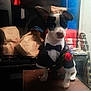 dog, tuxedo, bow_tie, red_rose, table, paper_bags, guitar, bottle, indoor, pet, black_and_white_dog, small_dog, costume, fancy, animal, sitting, portrait, decor, accessory, cute
